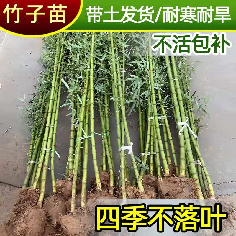 竹子苗庭院室外植物北方观赏盆栽紫青竹黄金竹罗汉竹四季绿植名贵