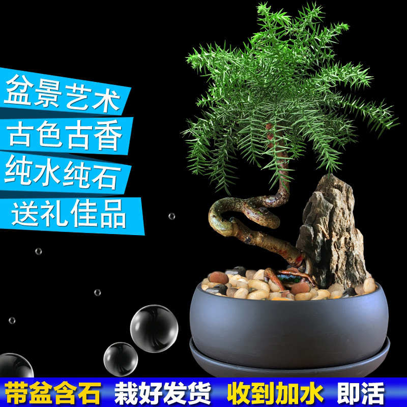 澳洲松遇水就活的水培植物盆景家里好养懒人适合室内养的绿植盆栽