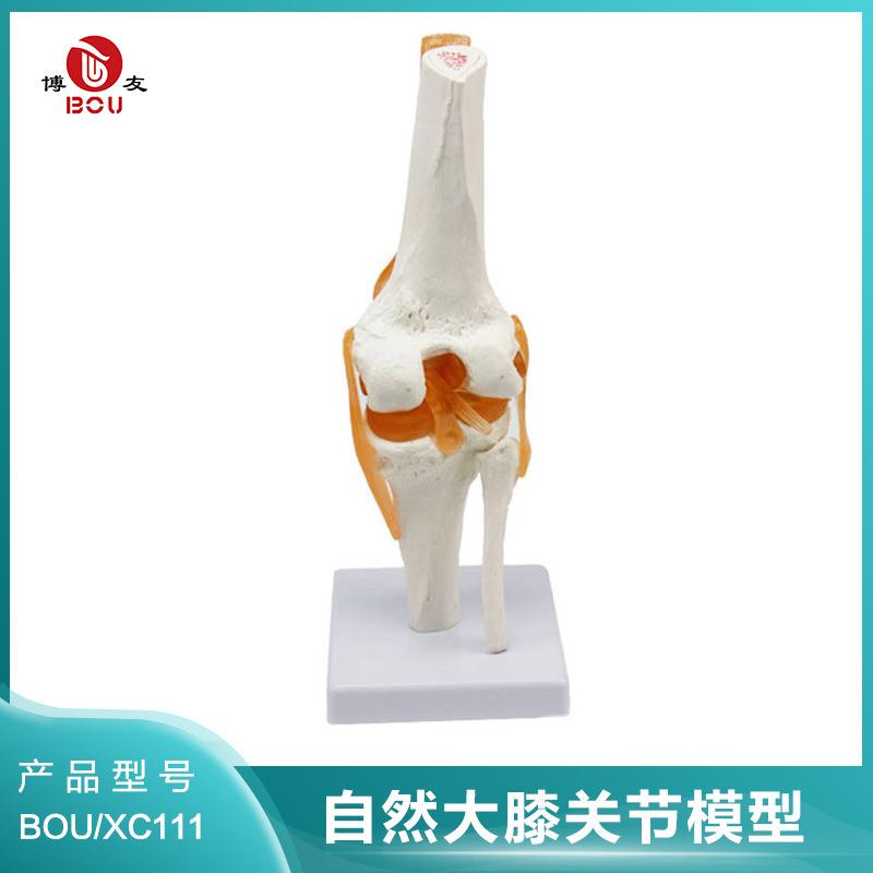 博友BOU 膝关节带韧带模型 膝关节模型附韧带 人体六大关节模型