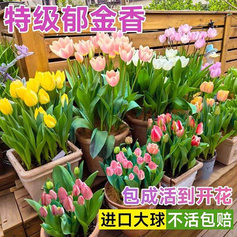 荷兰郁金香种球水培土培植物套装盆地栽花好养水仙花卉重瓣花种苗