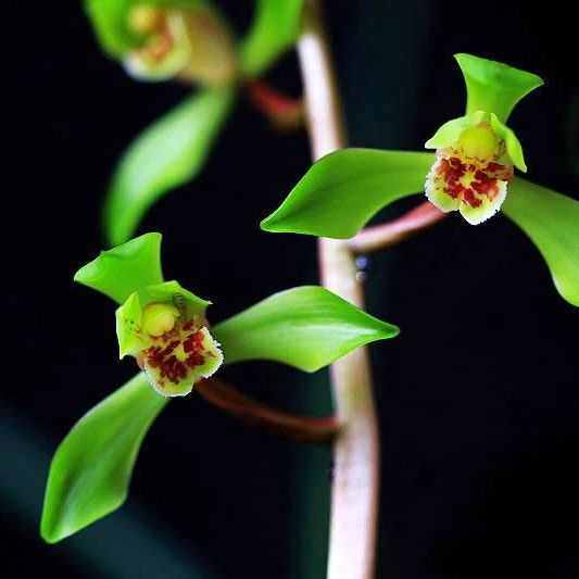 兰花苗蕙兰 郑孝荷 经典荷瓣老种自然养殖阳台庭院绿植盆栽浓香