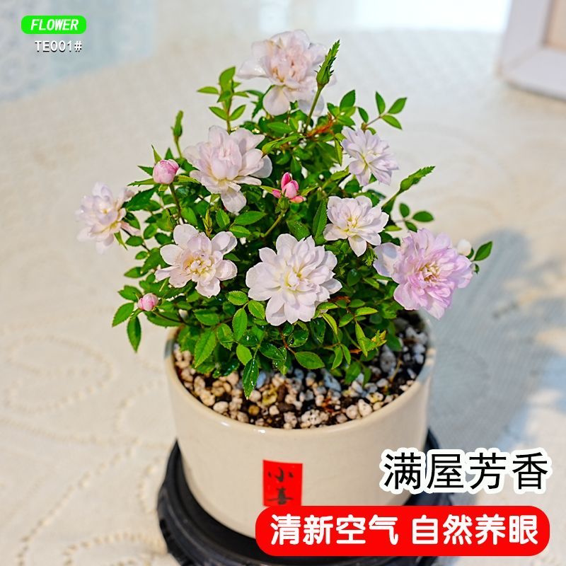 姬月季花卉绿植室内小盆栽超微姬乙女鲜花办公室桌面迷你盆景植物
