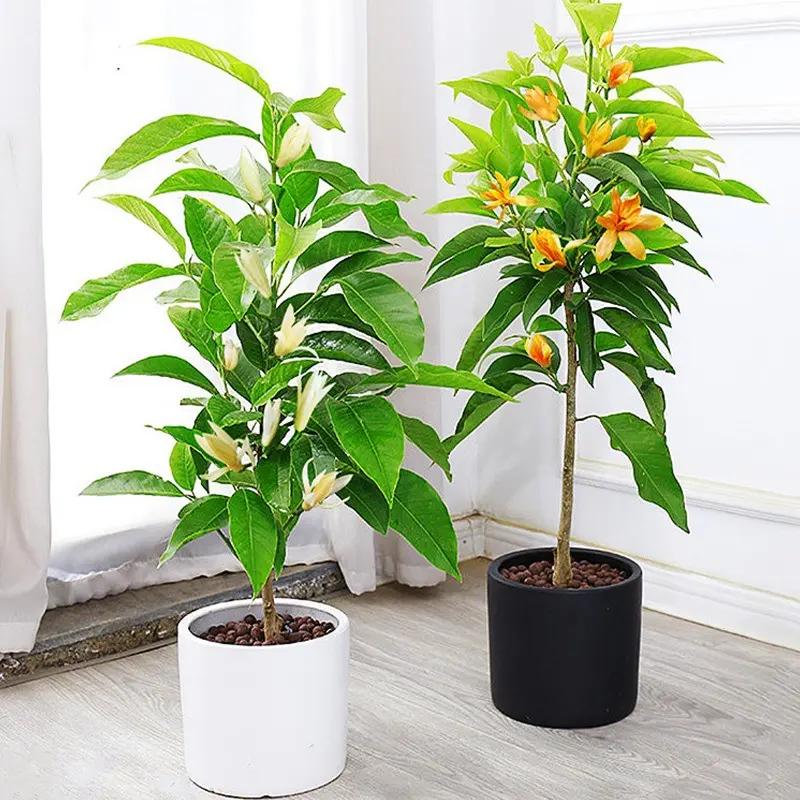 嫁接白兰花苗 白兰花树苗白玉兰黄桷兰黄兰盆栽地栽浓香花卉