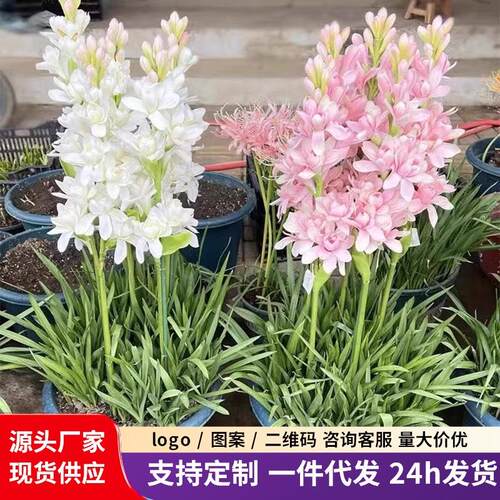 多头重瓣晚香玉种球开花香夜来香庭院室内外阳台盆栽球根花卉植物