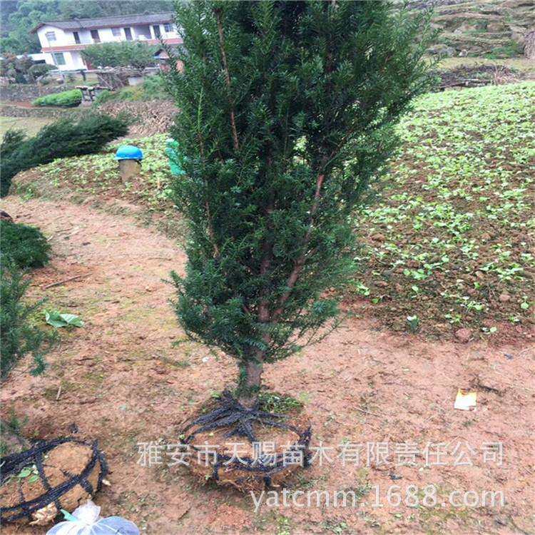 室内绿植红豆杉 净化空气 曼地亚红豆杉 四季常青地苗冠40cm