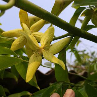 绿植 绿色芳香盆栽香花植物 真鹰爪花苗 带土育苗袋发货 热卖促销