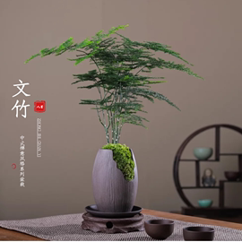 文竹盆栽植物室内绿化四季迷你办公室，绿植摆件桌面好养创意小盆景