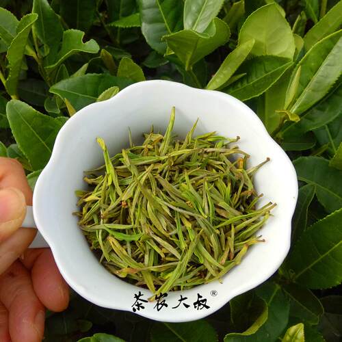 绿茶春茶2025新茶 毛峰白茶凤型白茶 货源厂家散茶浙江湖州