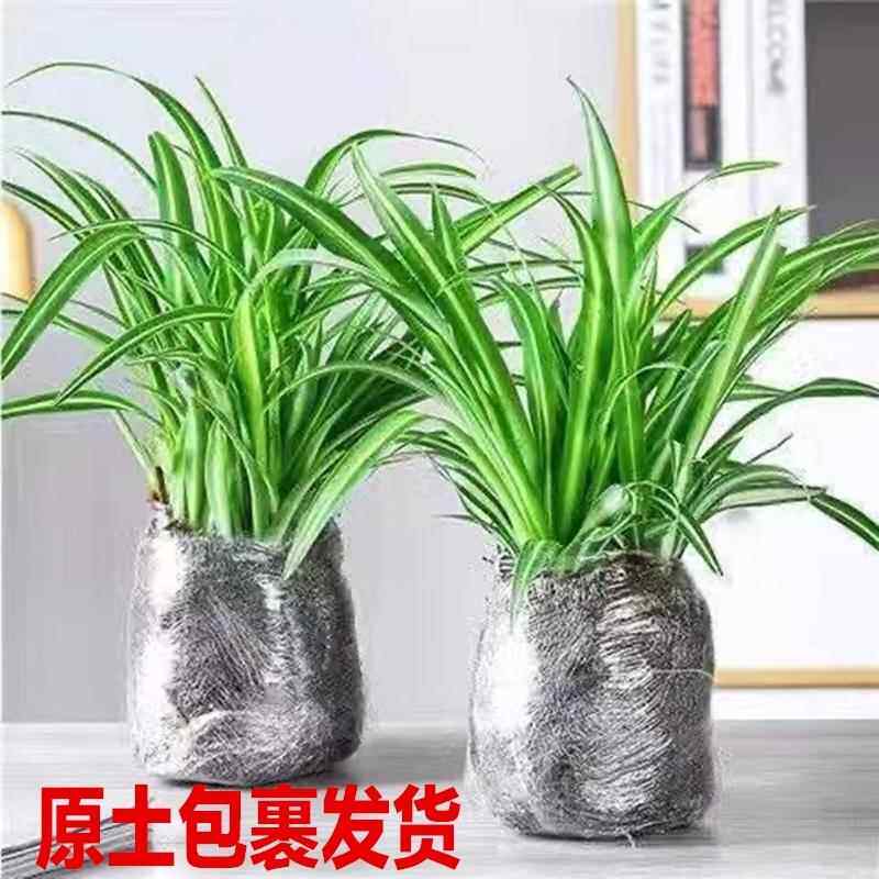 金边金心青叶吊兰四季花卉花盆栽绿植净化空气阳台客厅办公室养好