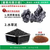 新手松皮石石松皮造景水泥净水一件套餐鱼缸批发版 批发水泥