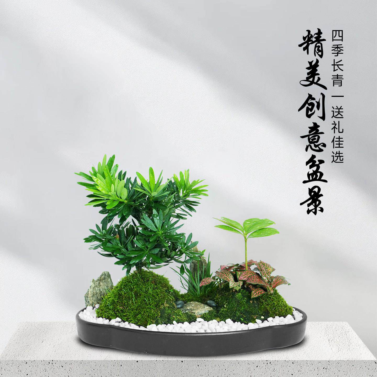 罗汉松办公室桌面创意小盆栽苔藓微景观绿植四季常青礼物摆件