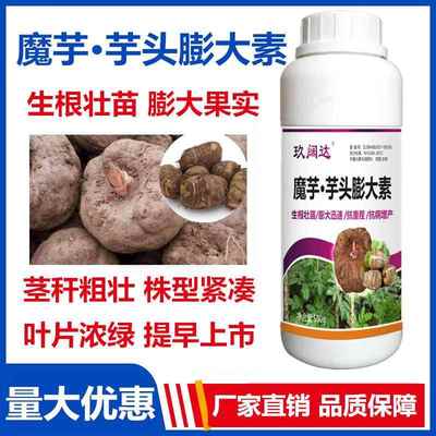 魔芋防病药魔芋灵汰腐净香芋膨大剂防虫安全不伤苗芋头专用叶面肥