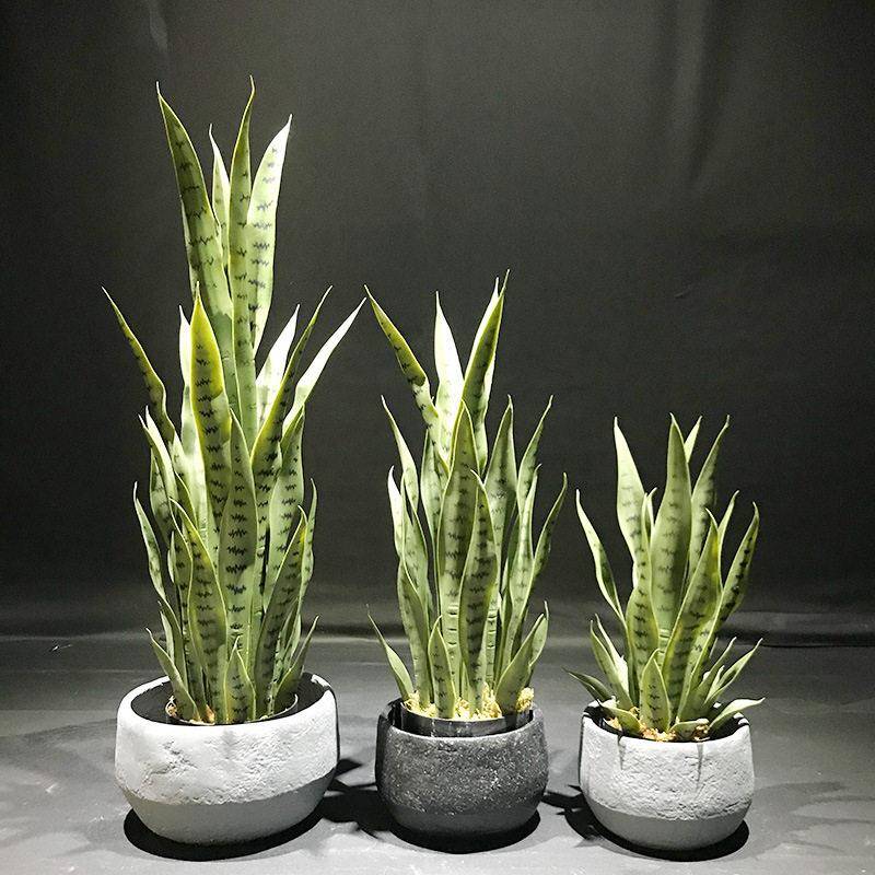 人造植物仿虎皮兰绿植盆栽 公室酒店景观假榕树摆件盆栽