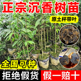 正宗奇楠海南沉香树苗盆栽金丝楠木小叶紫檀庭院十大名贵树苗大全