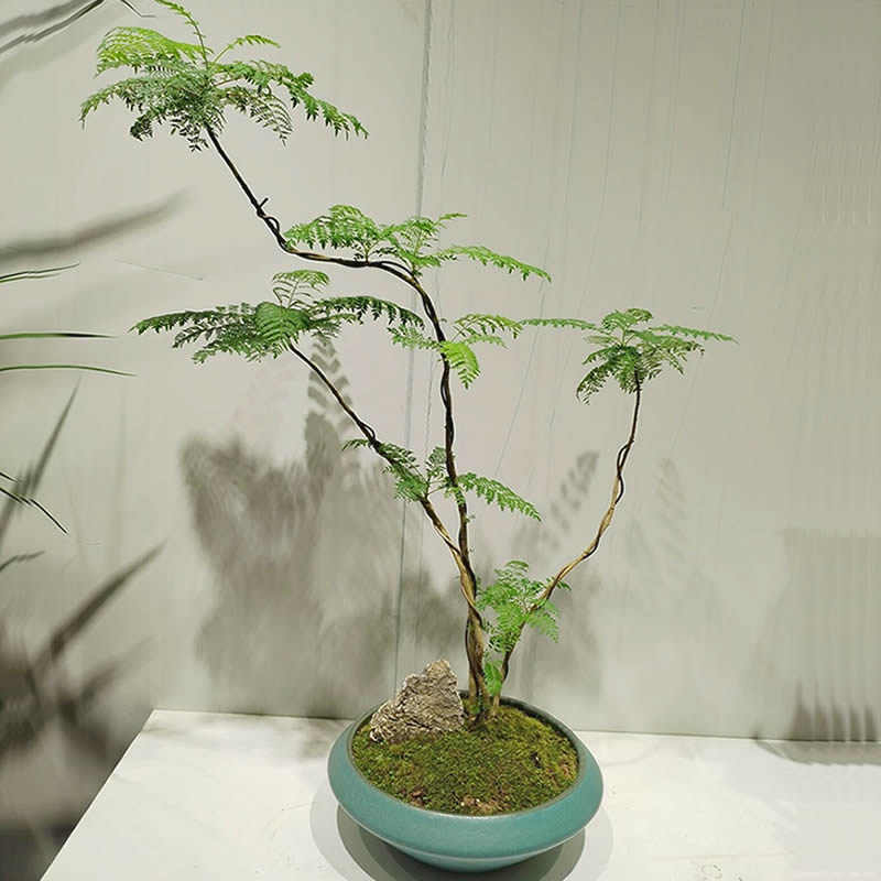 蓝花楹造型盆景植物桌面办公桌室内盆栽客厅阳台绿植净化空气吸甲