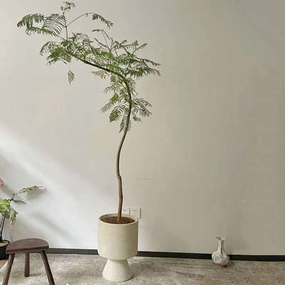 蓝花楹大型绿植室内办公室盆栽落地植物室外庭院造景客厅玄关阳台