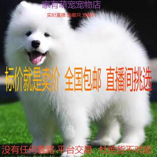 萨摩耶幼犬活体萨摩耶幼犬微笑天使狗活幼体小狗萨摩耶活物宠物狗