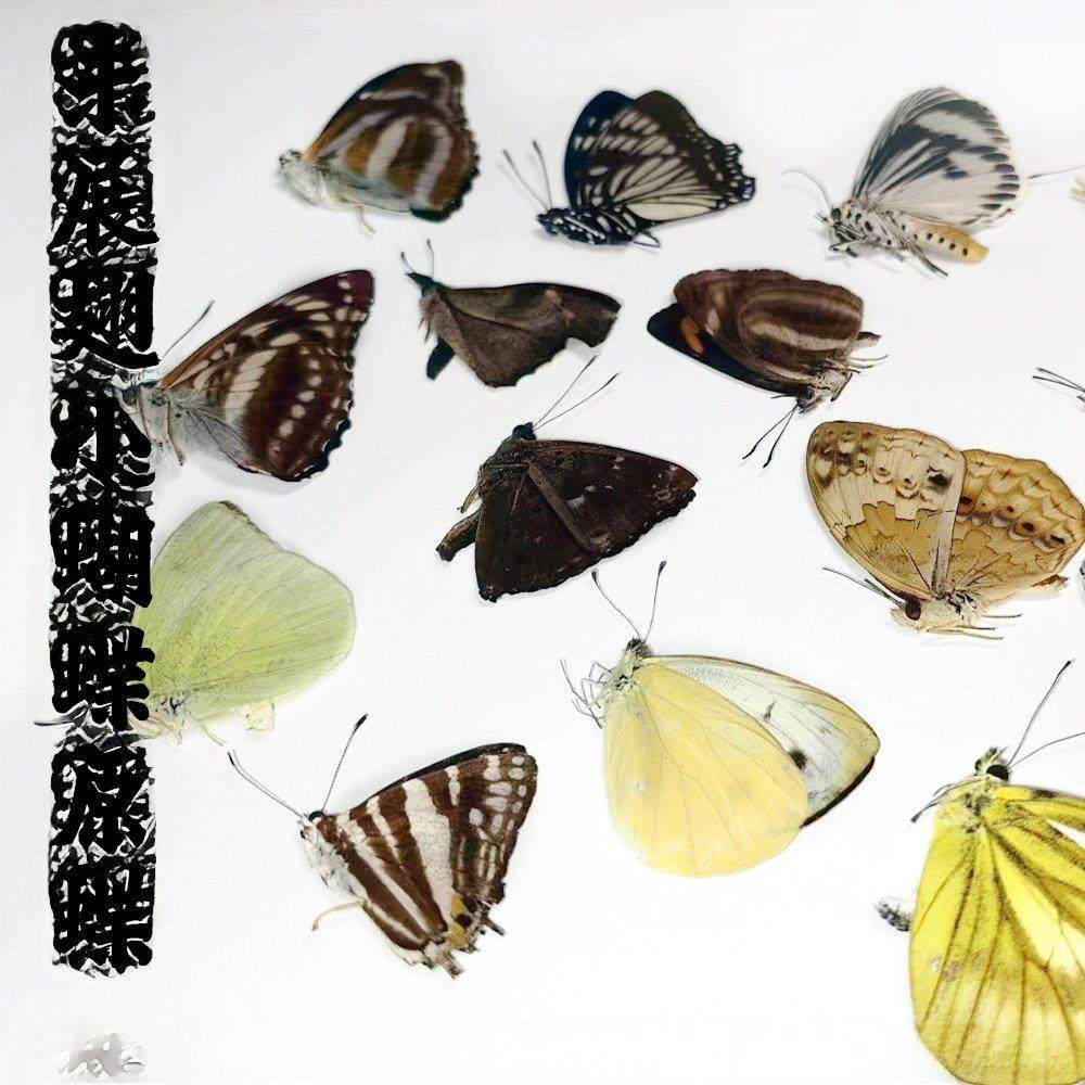 未展翅小原蝶标本A1/A-品质真蝴蝶原材料三角袋包装DIY手工小型蝶,家居饰品,标本类装饰画,淘宝优惠券,粉丝福利购,淘宝优惠卷