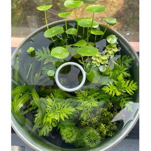 古法养鱼缸真草造景生态全套植物养鱼氧铺底阴性净水水草套餐