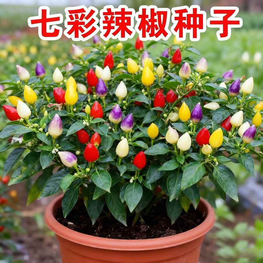 广西七彩辣椒种籽盆栽可食用观赏椒盆景小辣椒五彩椒种子孑超辣