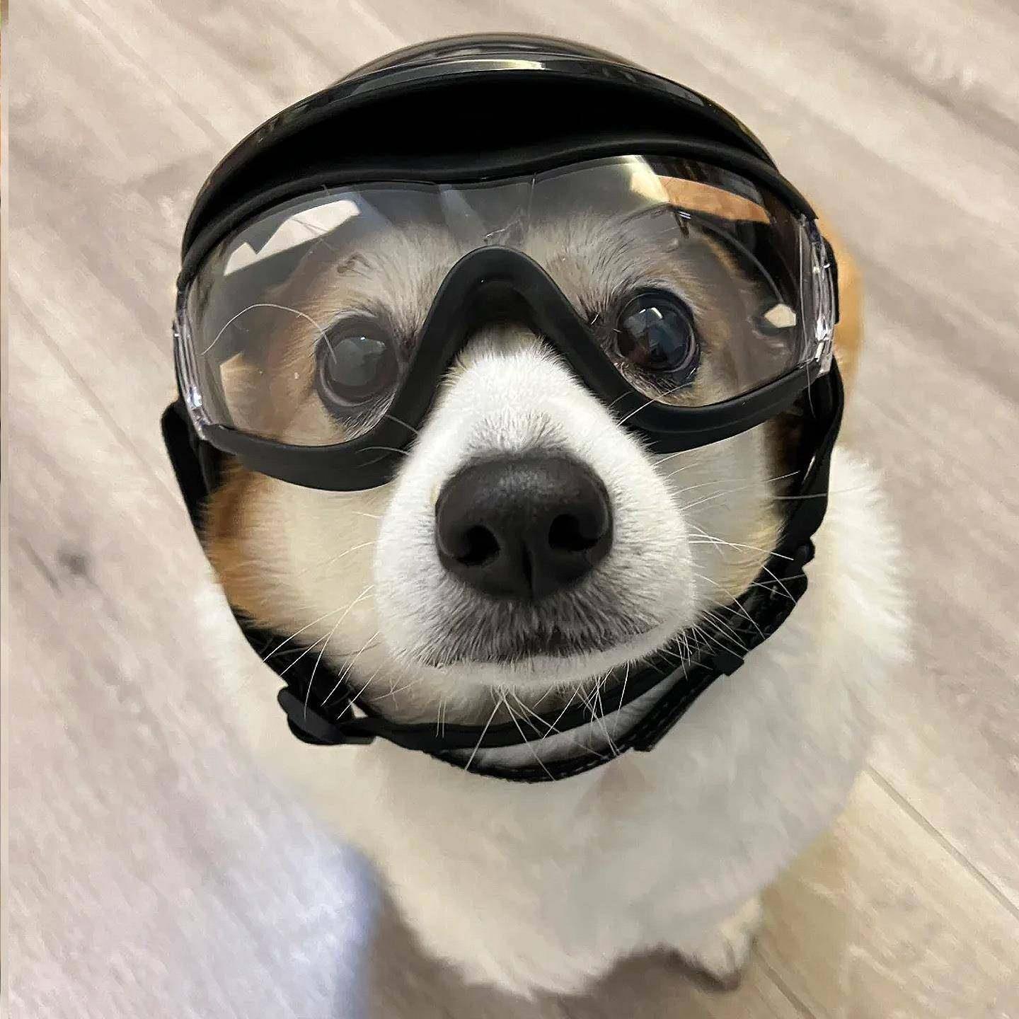 宠物眼镜狗狗外出坐车防风猫咪机车泰迪摩托车小型犬通用防护潮流