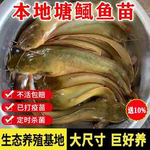 本地塘鲺鱼苗淡水养殖八胡子埃及鱼苗革胡子鲶鱼苗塘角鱼苗