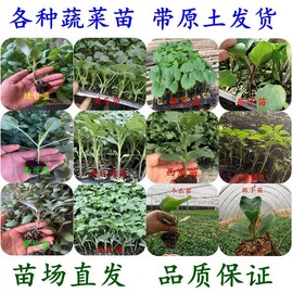 蔬菜秧苗种苗农家露天种植苗带土菜苗辣椒苗西红柿苗黄瓜阳台盆栽