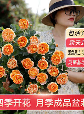 惠惠的花园月季小苗超微蓝色风暴月季果汁阳台四季开花盆栽植物