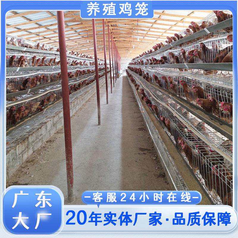 广东蛋鸡笼生产厂家鸡舍家用自动滚蛋养殖笼阶梯式蛋鸡笼养鸡设备