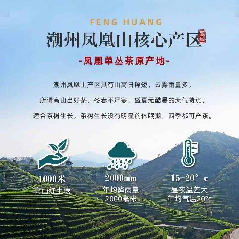 陈一凡凤凰单丛茶叶新茶正宗潮州鸭屎香凤凰单枞可冷泡乌龙茶
