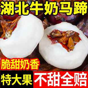 湖北牛奶马蹄荸荠新鲜特大果10斤蔬菜水果农家白马蹄即食特产包邮