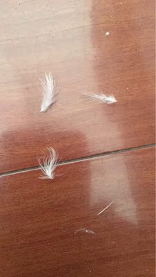 鸿润95%白鹅羽绒被怎么样值得入手吗？讲讲看