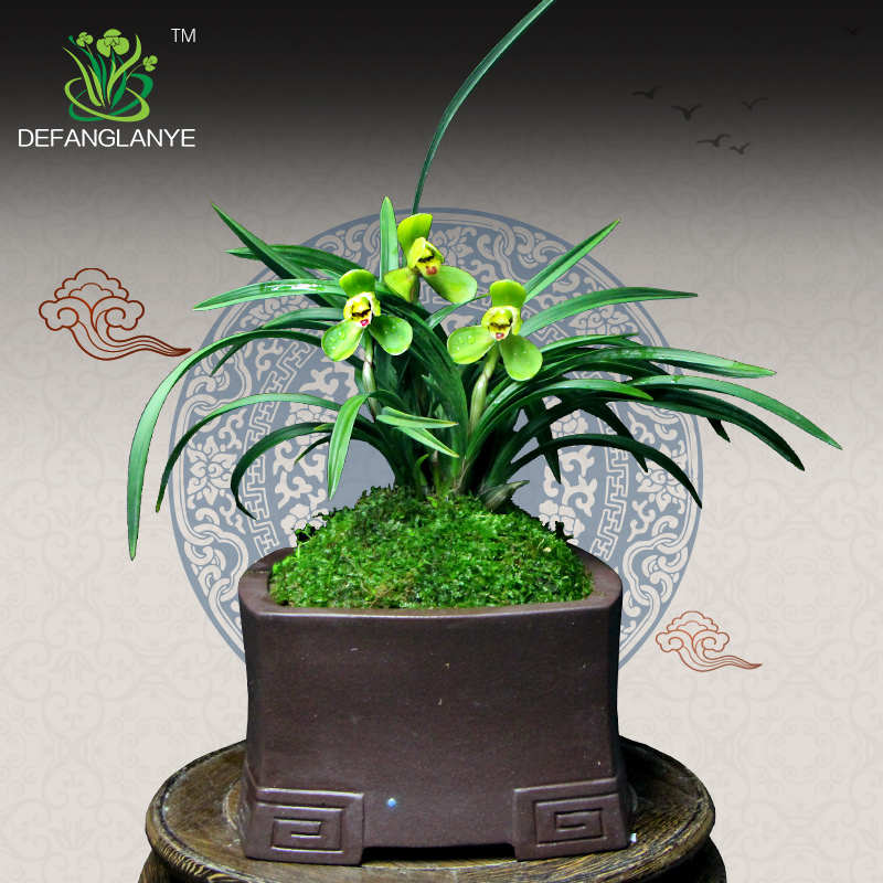 兰花苗带花苞浓香春兰玉玲珑室内四季花卉绿植盆栽好养阳