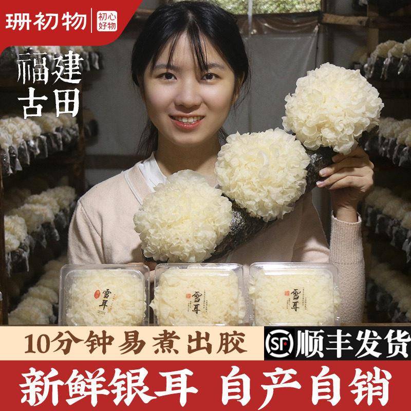 新疆包邮 古田新鲜银耳羹易出胶非干 干货野生6朵盒装雪耳活鲜糯
