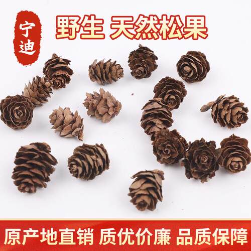 小落叶松果小松花迷你松果工艺品材料圣诞装饰拍摄道具采购
