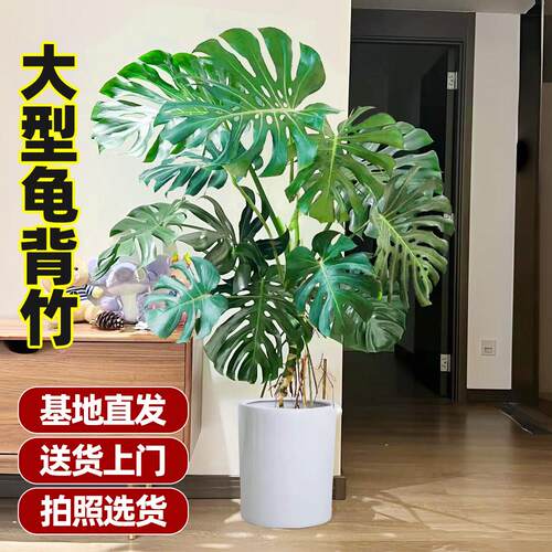 老桩龟背竹大型盆栽绿植室内花卉办公室客厅落地植物上海配送包邮