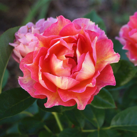 云梯花溪谷巴黎女士，月季花苗阳台室内四季好养盆栽玫瑰花卉植物