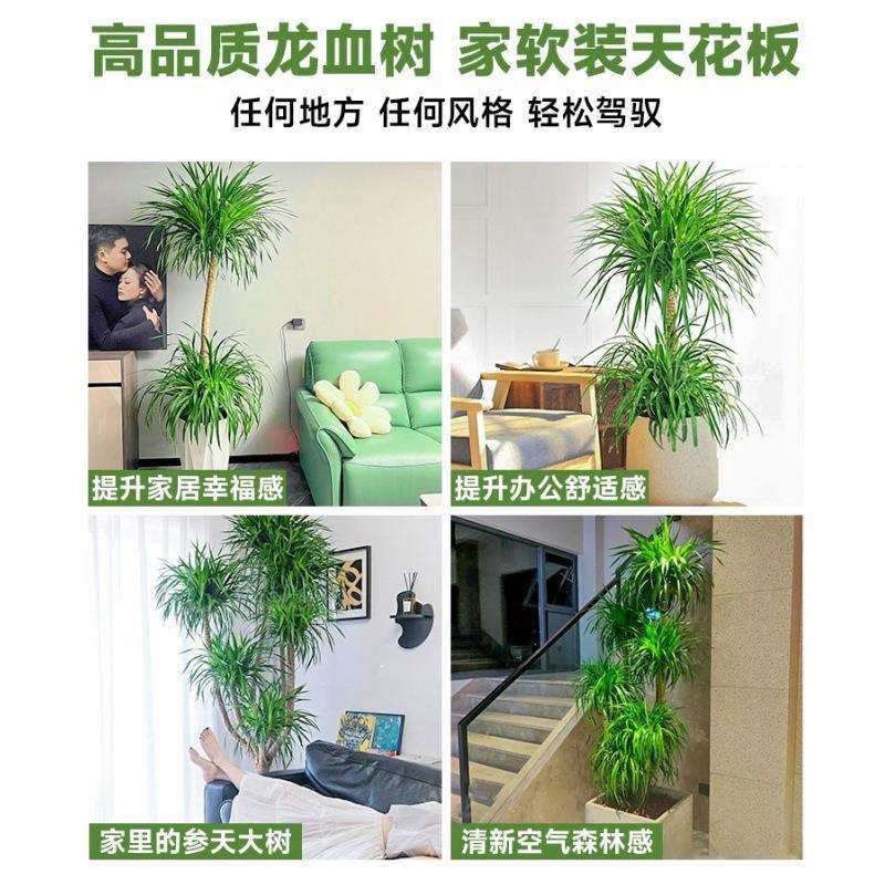 龙血树盆栽绿植室内大型客厅大盆景真花龙铁龙须树办公室落地植物