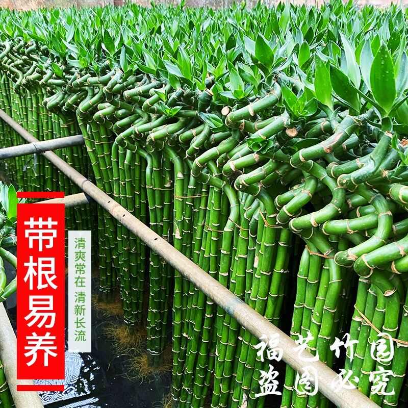 新款福艺粗大带根龙竹富贵竹植物转运竹弯竹开运直竹室内水养绿植