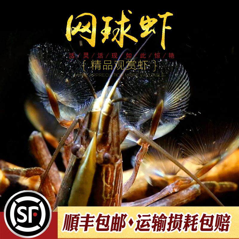 木纹网球虾淡水观赏虾宠物虾非洲巨网除藻工具型虾红木网球虾活体