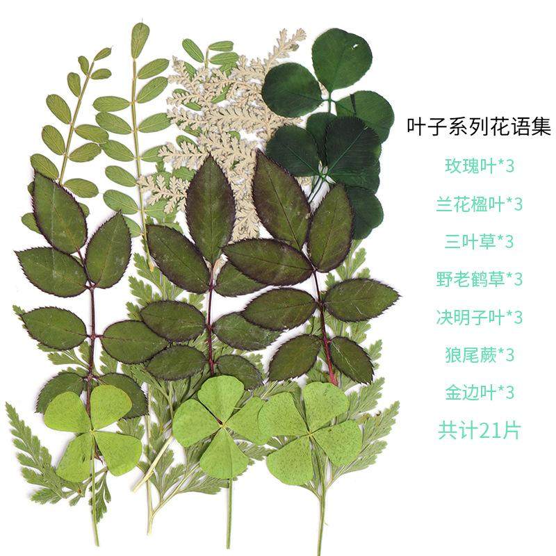 树叶粘贴画枫叶幼儿园标本手工diy梧桐叶银杏叶压花植物书签叶子,家居饰品,餐桌花艺,淘宝优惠券,粉丝福利购,淘宝优惠卷