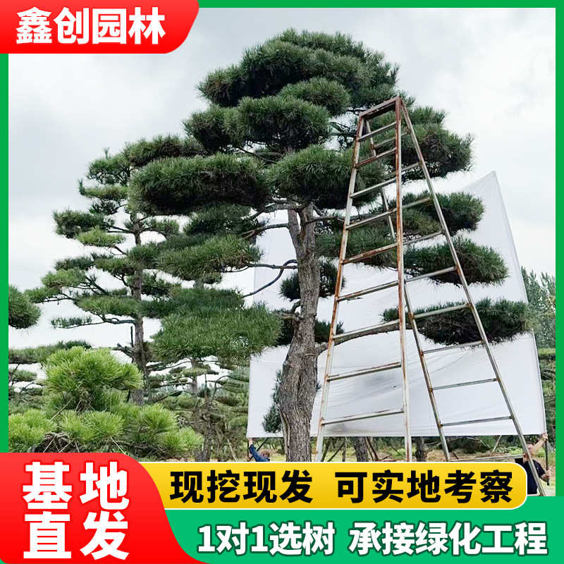 松树造景院子景观树迎客松庭院造型松黑松树盆景园林绿化山东