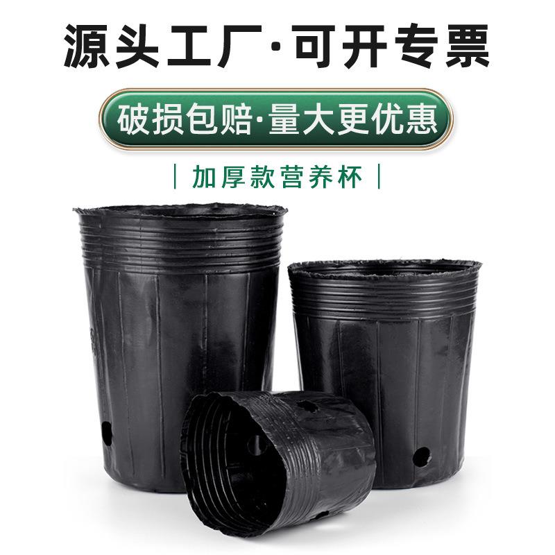 恒德利加厚营养袋透明营养钵pp育苗袋黑色育苗钵塑料一次性营养杯