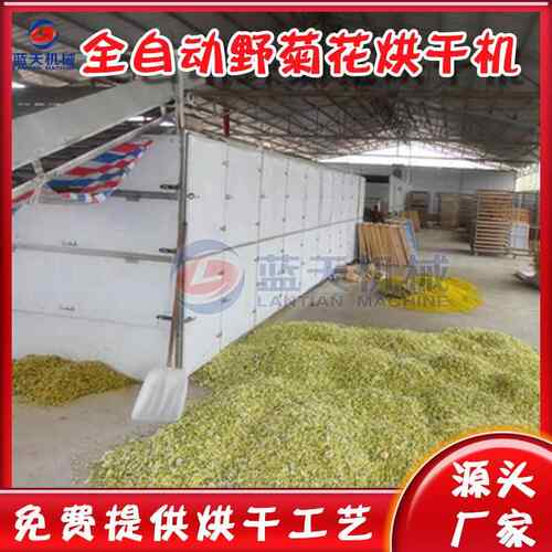 全自动菊花烘干设备大型野菊花胎菊杀青烘干生产线野菊花烘干机