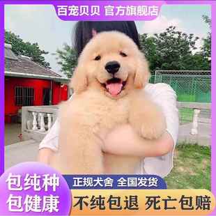 纯种金毛幼犬大骨架沙滩金毛双血统金毛枫叶红高智商导盲犬宠物狗