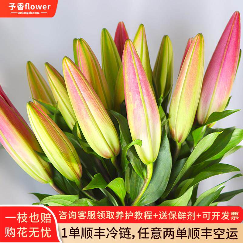 香水百合鲜花云南直发同城配送室内水培花材花瓶插花百合鲜切花束