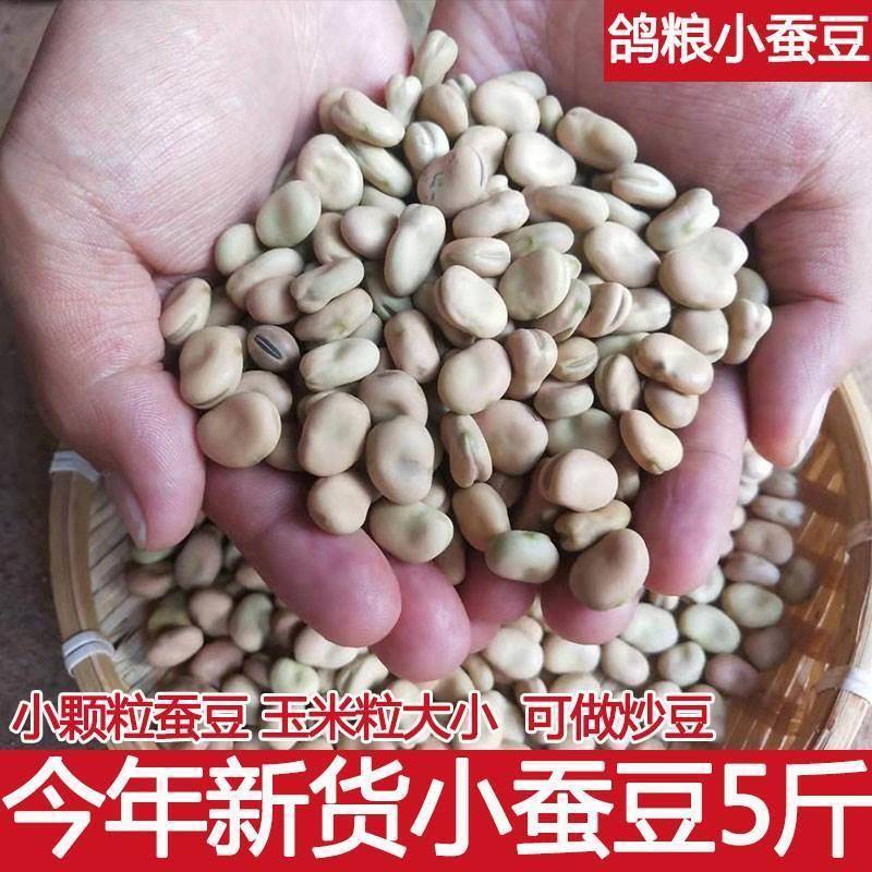 现货云南新鲜干蚕豆农家新货散装五斤生的白皮胡豆罗汉豆小颗粒做