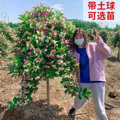 五彩锦带花树苗高杆锦带树苗别墅庭院耐寒大型风景盆栽红王子锦带