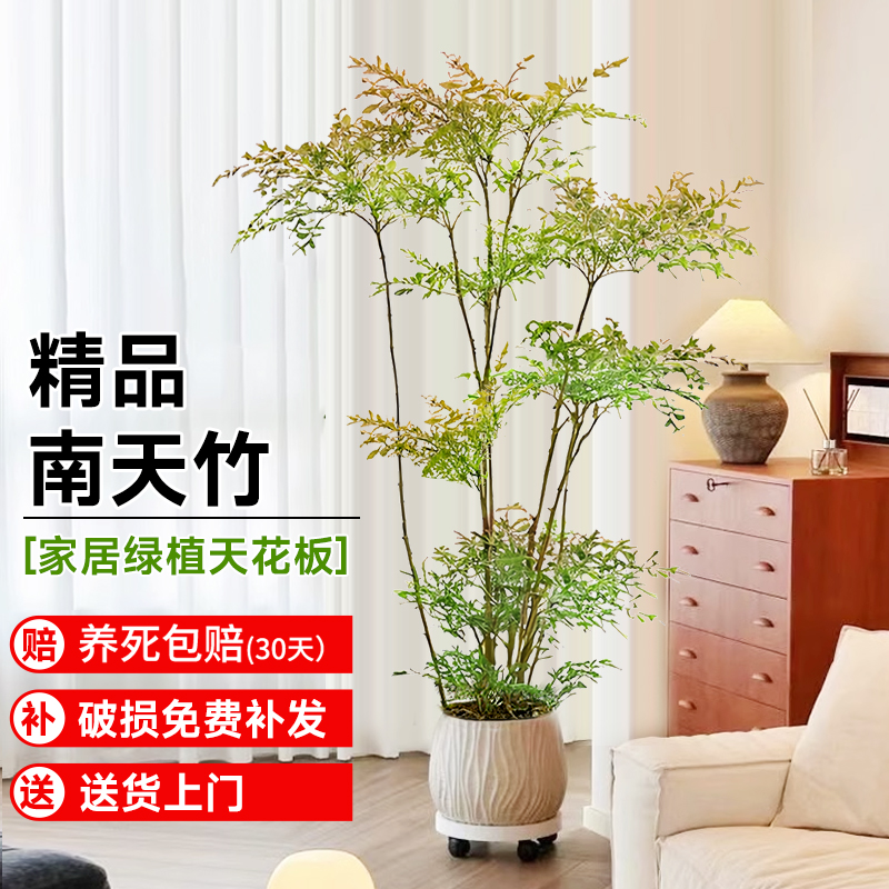 老桩南天竹盆栽客厅大型绿植室内落地式办公室观叶庭院植物好养