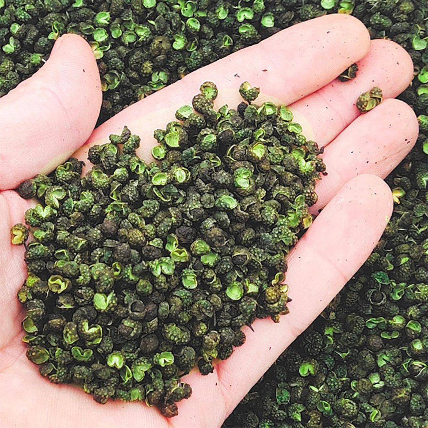 青花椒干货500g藤椒鱼香料调料重庆大全四川特产绿麻椒粒特麻
